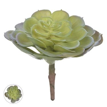 Imagem de Suculenta Echeveria Verde 14cm