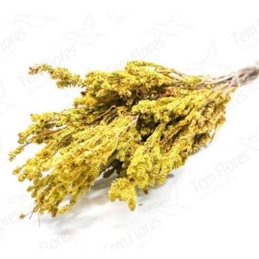 Imagem de Samambaia Verde e Amarelo Natural Desidratado - Pense Flores