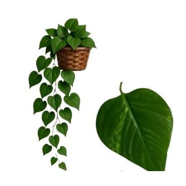 Imagem de Arranjo Pendente 3 Cordões Hera,Jiboia no Vaso Decor,samambaia artificial,planta artificial(J)