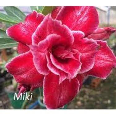 Imagem de Rosa do deserto MIKI - DM rosa do deserto Miki