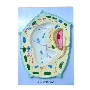 Imagem de Célula Vegetal Ampliada 20.000X - ANATOMIC