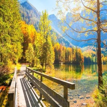 Imagem de Quadro Decorativo Árvores de Outono Coloridas - Decoração de Parede Artística Tamanho 50x50cm