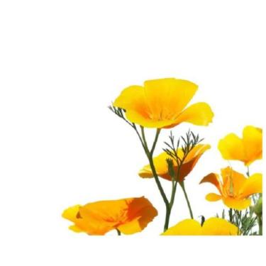 Imagem de 50 Sementes de Papoula Da Califórnia / Globo-do-sol. - SEEDS