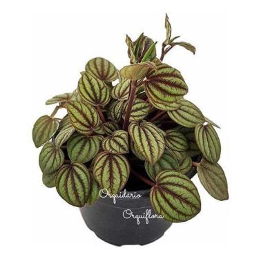 Imagem de Muda Peperomia Albovittata Planta Natural Exótica Rara Em Vaso - Orqui