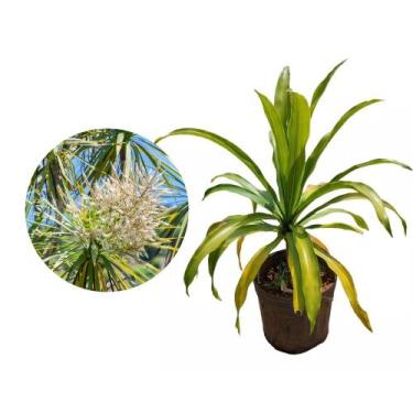 Imagem de Muda de Dracena Arborea 20 a 40cm AMK - Plantas Online - AMK Jardinage