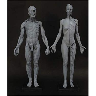 Imagem de Figura De Anatomia Masculina E Feminina - Modelo Anatômico De Esqueleto Muscular Humano De 23,6 Polegadas - Figura De Anatomia Humana Manequim Figuras De Desenho - Referência Para Artista, Estudo