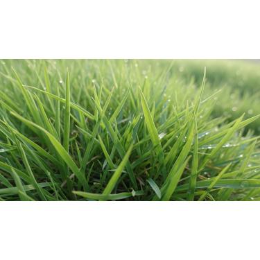 Imagem de Sementes de Grama Batatais, 500g, Cobertura 50m², Verde, Resistente ao Pisoteio, Baixa Manutenção