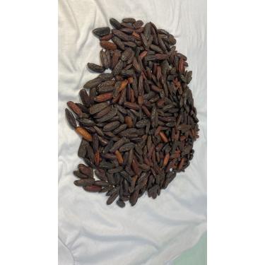 Imagem de Kit 100g cumaru sementes extraídas do interior do Amazonas no município de Maués-Am