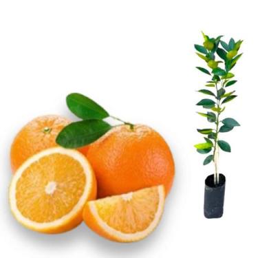 Imagem de Muda Laranja Westin sem sementes Precoce Enxertada - no-brand