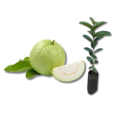 Imagem de Muda de Goiaba Branca - no-brand