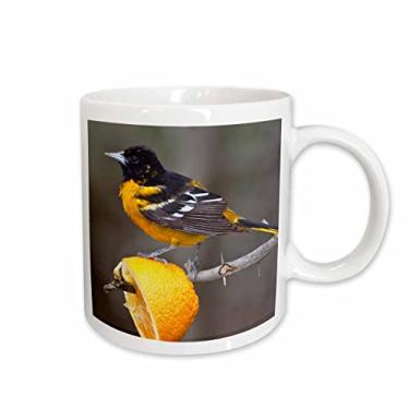 Imagem de 3dRose Caneca de cerâmica South Padre Island, Texas, Baltimore Oriole Bird-US44 LDI0230-Larry Ditto, 440 ml, branca