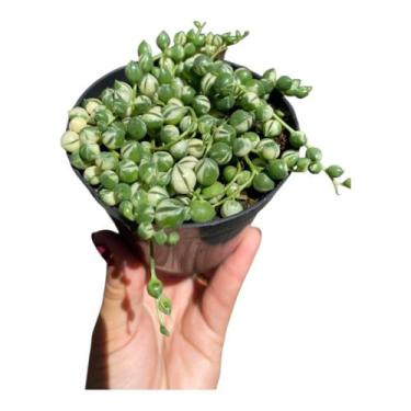 Imagem de Suculenta Senecio Rowleyanus/Colar de pérolas variegata pt11 - Generic