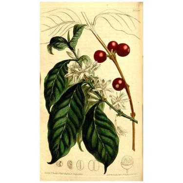 Imagem de Curso História do Café com Cristiana Couto - Cris Couto