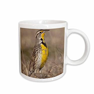 Imagem de 3dRose Caneca de cerâmica Western Meadowlark Bird, Oklahoma-US37 LDI0029-Larry Ditto, 440 ml, branca