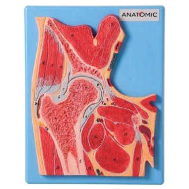 Imagem de Secção Mediana da Articulação do Quadril Modelo Anatomia