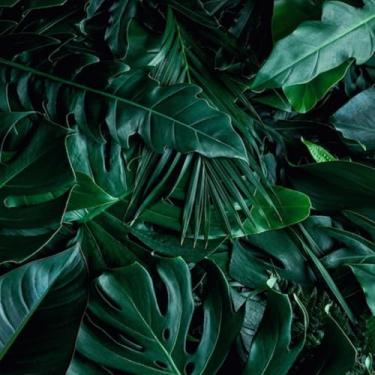 Imagem de Quadro Decorativo Folhas Verdes Natureza Tela Full Frame Arte Moderna para Ambientes 50x50cm