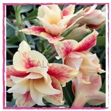 Imagem de 01 Rosa Do Deserto Dobrada Imp. Amarelo vermelho Legacy Rose - ItaloBr