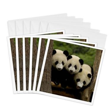 Imagem de 3dRose Ursos panda gigantes, Conservação Wolong China, CHINA-AS07 POX0378 - Pete Oxford - Cartões comemorativos, 15 x 15 cm, conjunto de 6 (gc_70209_1)