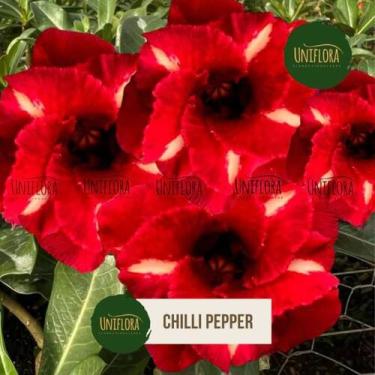 Imagem de Rosa do deserto Chilli Pepper - UNIFLORA