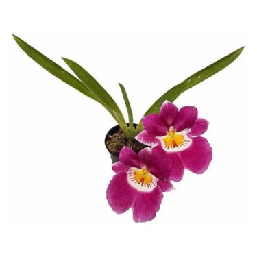 Imagem de Muda Orquídea Miltonia Colombiana Pré Adulta Planta Natural