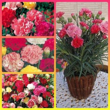 Imagem de 50 Sementes de Cravo Chabaud Sortido - SEEDS