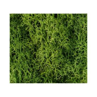 Imagem de Mini Plantas Verdes Artificiais Musgo Da Vida Eterna Decoração DIY Par