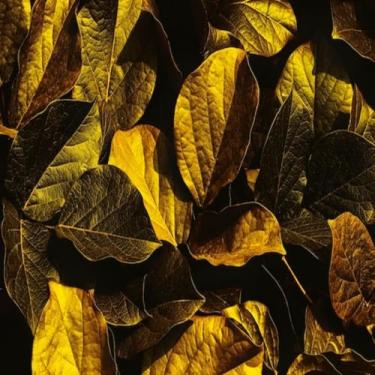 Imagem de Quadro Decorativo Estampa Golden Tropical Folhagens Modernas para Parede 40x40cm