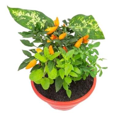 Imagem de Vaso planta natural sete ervas - Quintal do bonsai 