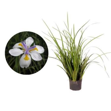 Imagem de Muda de Moreia 20 a 40cm AMK - Plantas Online - AMK Jardinagem e Paisa