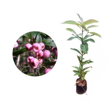 Imagem de Muda de Jambo Smith 20 a 40cm AMK - Plantas Online - AMK Jardinagem e 