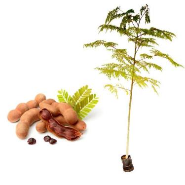 Imagem de Muda de Tamarindo 20 a 40cm AMK - Plantas Online - AMK Jardinagem e Pa