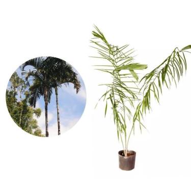 Imagem de Muda de Palmeira Locuba 20 a 40cm AMK - Plantas Online - AMK Jardinage