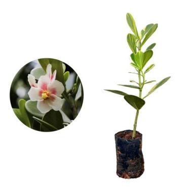 Imagem de Muda de Clusia Variegata 20 a 40cm AMK - Plantas Online - AMK Jardinag