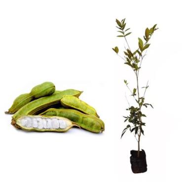 Imagem de Muda de Inga do Brejo 20 a 40cm AMK - Plantas Online - AMK Jardinagem 