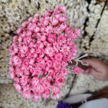 Imagem de Kit 1.600 Flores Sempre-Vivas Tipo 1 Extra | Flores Secas Naturais p/ Decoração, Arranjos e Presentes | Buquês Premium | Oferta Especial(Rosa Bebê)