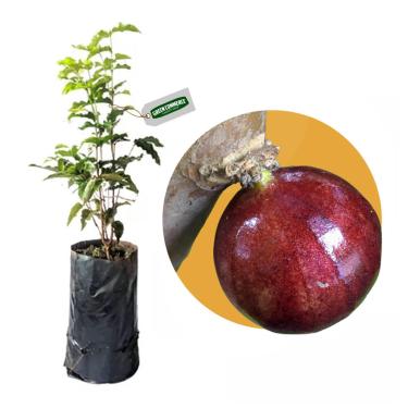 Imagem de Muda de Jabuticaba Escarlate com Rápida Produção Vermelho