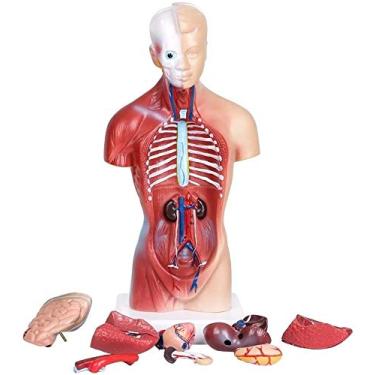 Imagem de HAMModel Modelo de anatomia do tronco humano – órgãos removíveis, coração, cérebro, pulmões – ferramenta educacional médica para estudantes, professores, profissionais de saúde
