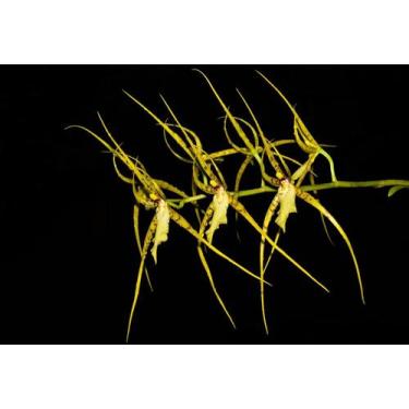 Imagem de Orquídea Brassia lawrenceana - Cooperorchids
