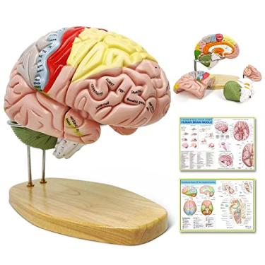 Imagem de Human Brain Model for Neuroscience Teaching with Labels 1.5 Times Life Size Anatomy Model for Learning Science Classroom Study Display Medical Model,9 Colors to Identify Brain Functions