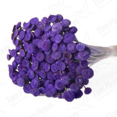 Imagem de 200 Botão Desidratado Sempre Viva Flores Secas - Pense Flores, Roxo