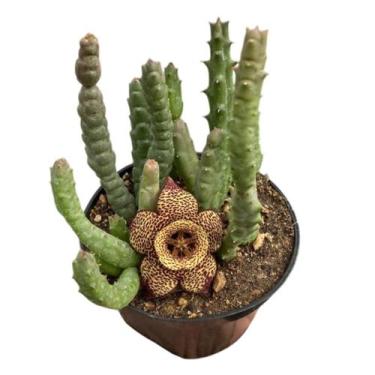 Imagem de Planta stapelia orbea variegata pt 11 (flor tigrada) - Generico