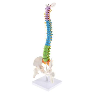 Imagem de Fityle – Modelo de coluna ultra flexível científico de 45 cm, coluna vertebral humana em tamanho real com modelo de anatomia pélvis de fêrtese no suporte