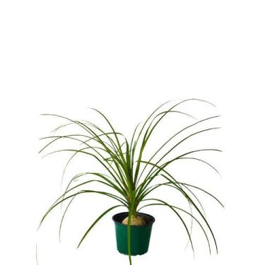 Imagem de Pata de Elefante - Beaucarnea recurvata - Jardim do Vale