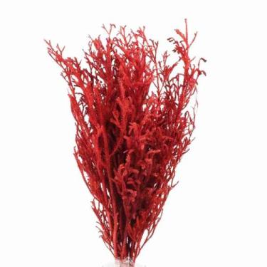 Imagem de Pé de Sapo Vermelho Desidratado p/ Decoração - Pense Flores