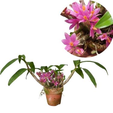 Imagem de Orquidea Dendrobium hibiki Planta Natural Adulta Rosa Mini Vaso Barro Pote 8 Orquidea Viva Exotica