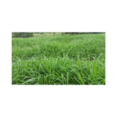 Imagem de Capim Brachiaria Ruziziensis Sementes Incrustada 11kg - MATSUDA