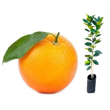 Imagem de Muda Laranja Lima Sorocaba IAC 2006 Enxertada - no-brand