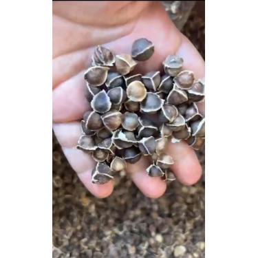 Imagem de 500 Sementes de Moringa Oleífera para plantio de silagem