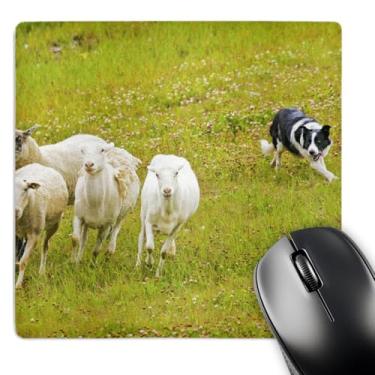 Imagem de 3dRose Mouse pad para organização de mesa, Colorado, Condado de Cimeira, Cão Border Collie - US06 BJA0071 - Jaynes Gallery, 20,32 cm x 20,32 cm (mp_88832_1)