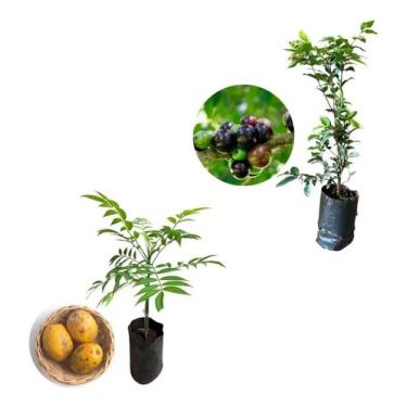 Imagem de Kit 2 Mudas - 1 Cajá Manga Anã + 1 Jabuticaba Hibrida - AMK - Jardinag